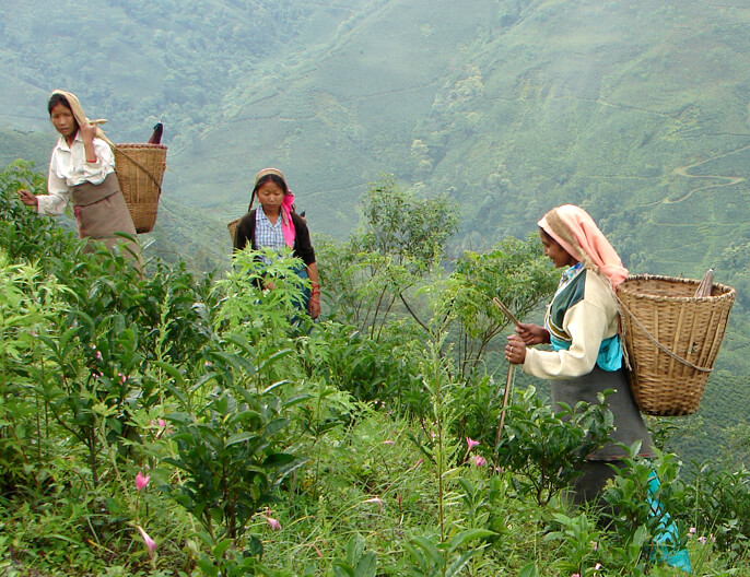 Productrices thÃ© Darjeeling coopÃ©rative PÃ´tÃ´ng Tea Garden